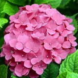 крупнолистная розовая_0x160 Любимый сад